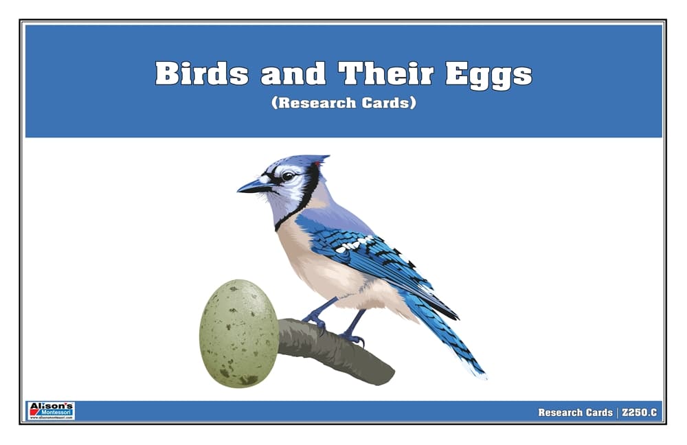 Birds and their Eggs Research Cards