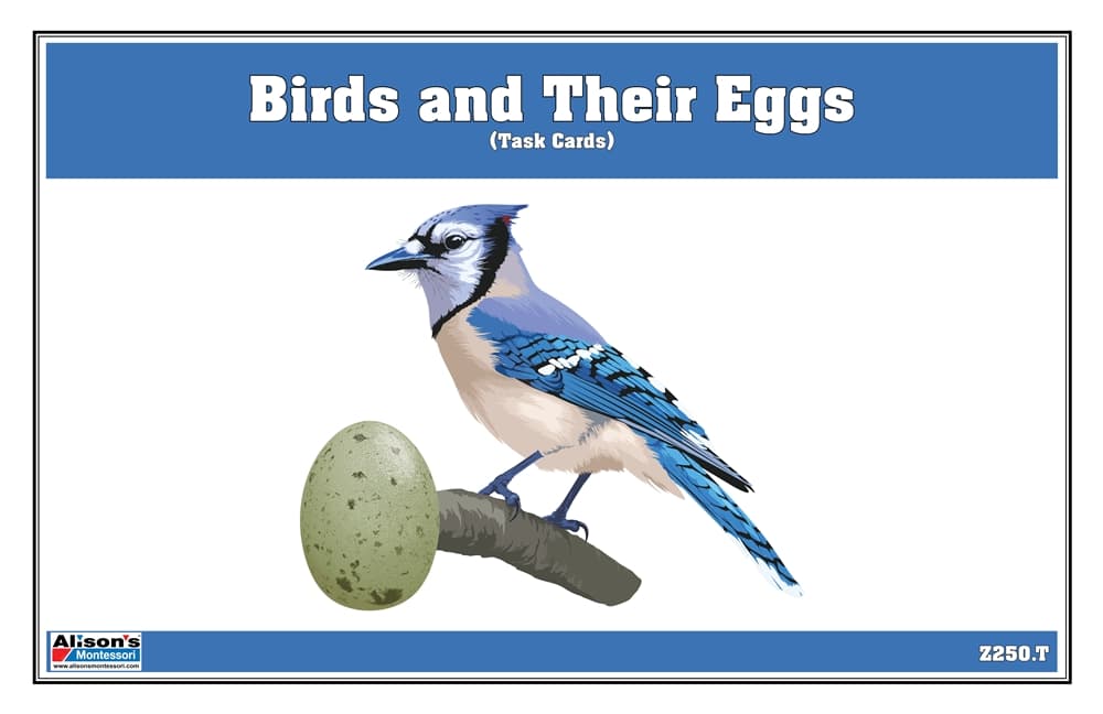 Birds and their Eggs Task Cards