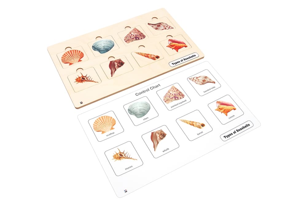 Types of Seashells Puzzle