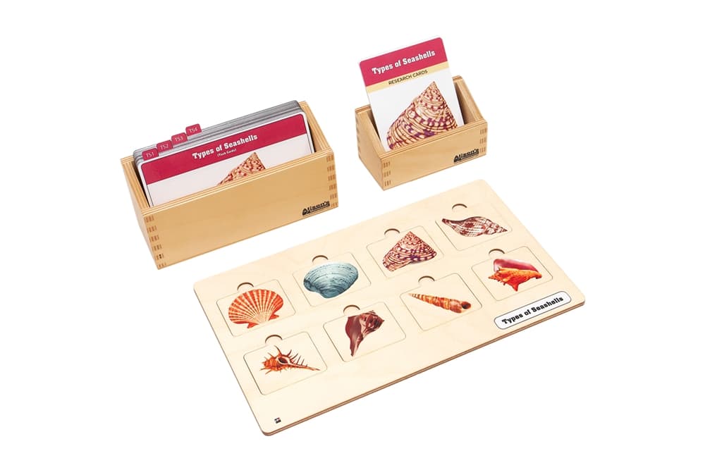 Types of Seashells Complete Set