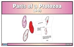 Parts of a Protozoa – Nomenclature (6–9)