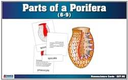 Parts of a Porifera Nomenclature Cards (6-9)