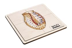 Parts of a Porifera Puzzle and Cards (6-9)