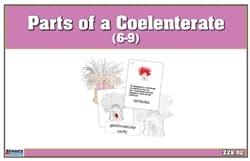 Parts of a Coelenterate – Nomenclature (6–9)