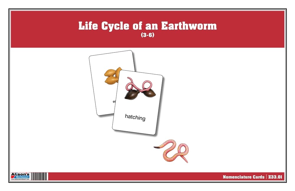 Life Cycle of an Earthworm Nomenclature Cards