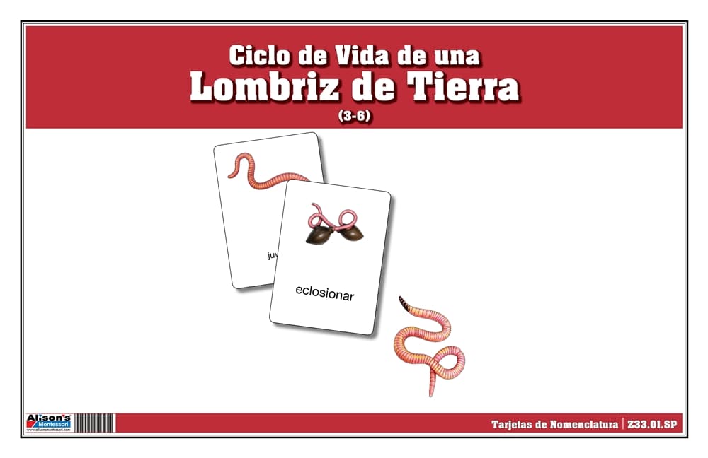 Ciclo de Vida de una Lombriz – Nomenclatura