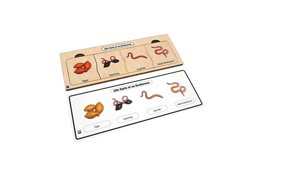 Life Cycle Puzzle: Earthworm 1