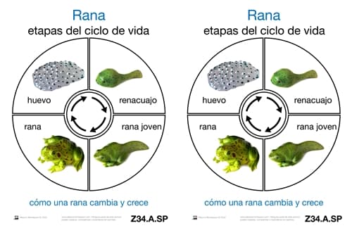 Cartas del Ciclo de Vida de una Rana