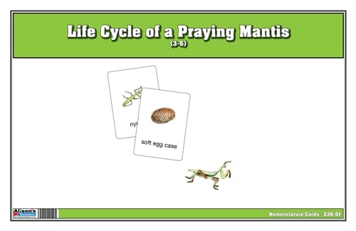 Praying Mantis Life Cycle – Nomenclature Cards