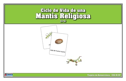 Mantis Religiosa – Ciclo de Vida y Nomenclatura