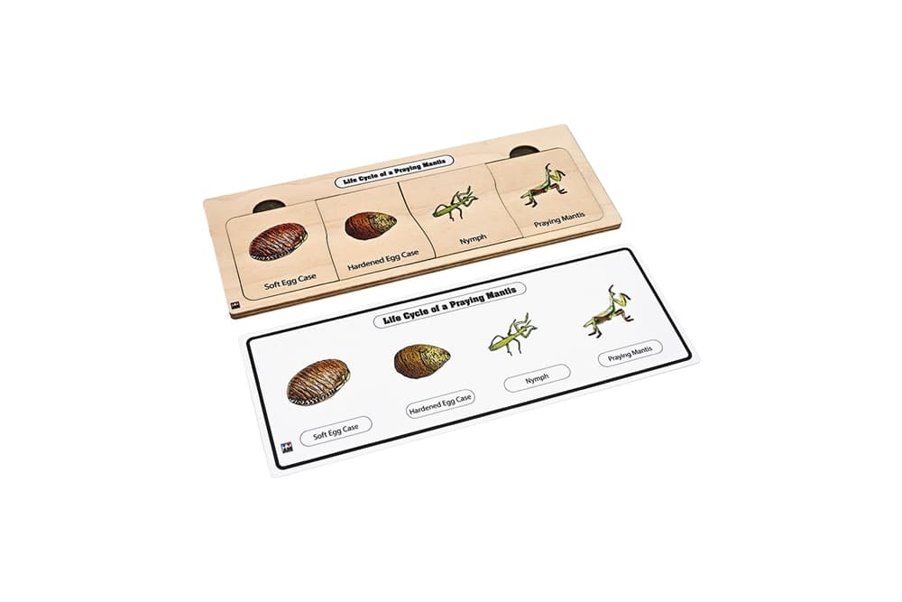 Life Cycle Puzzle: Praying Mantis