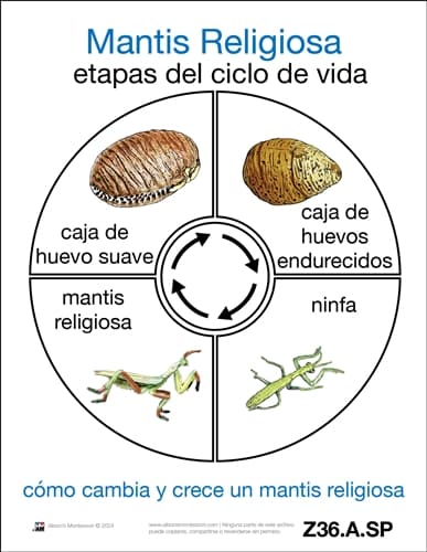 Tarjetas del Ciclo de Vida de la Mantis