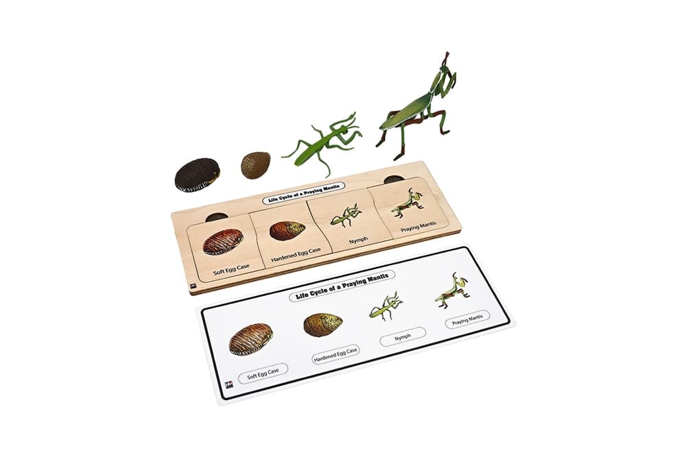 Life Cycle Set: Praying Mantis