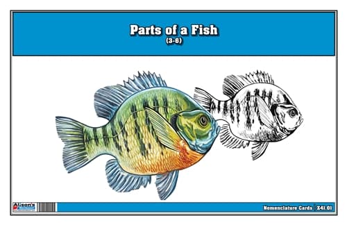 Parts of a Fish Nomenclature Cards (3-6)