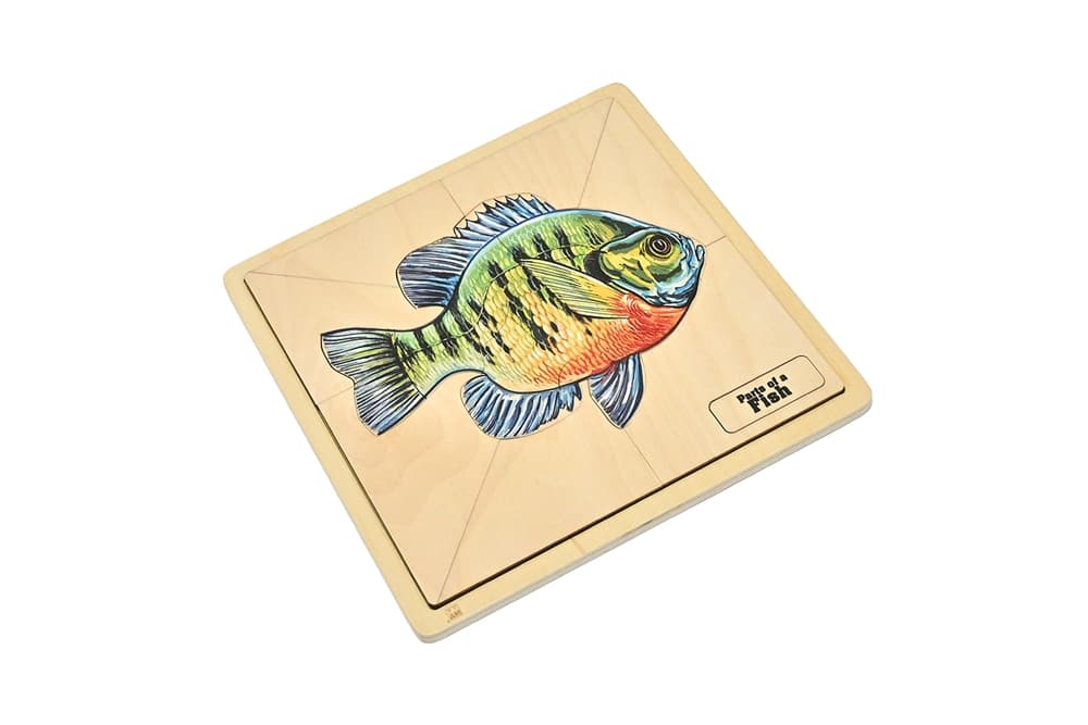 Parts of a Fish Puzzle (Elementary)