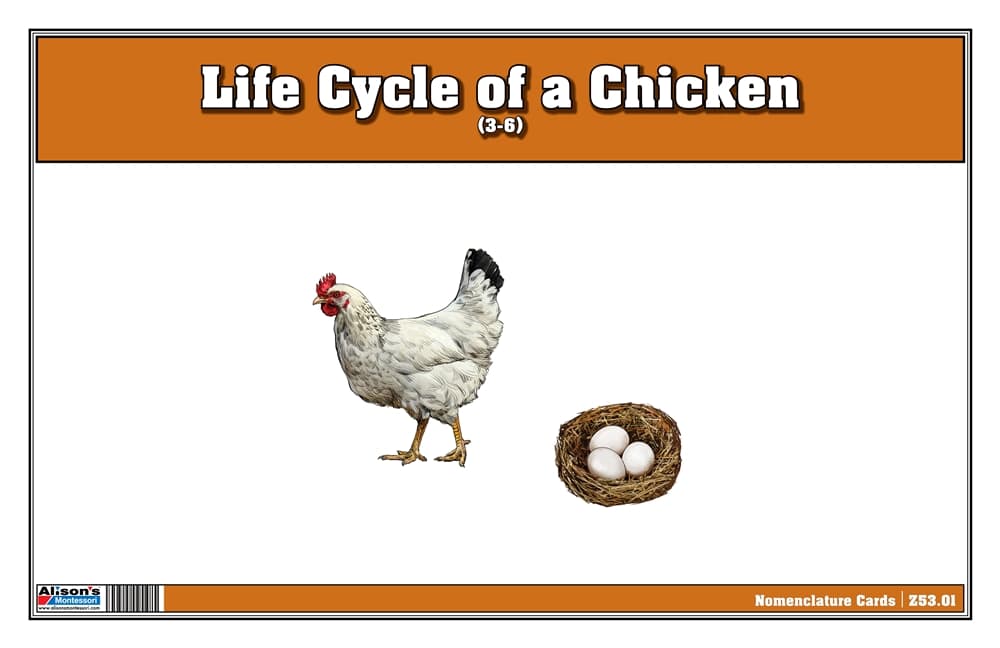 Life Cycle of a Chicken - Nomenclature Cards
