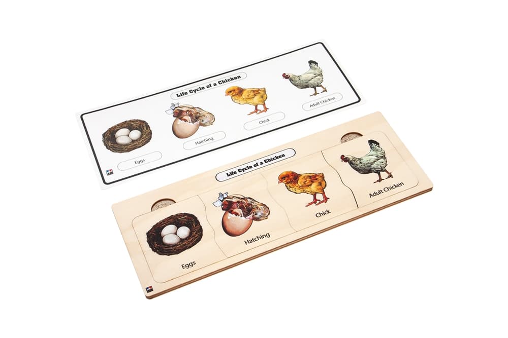 Life Cycle Puzzle: Chicken