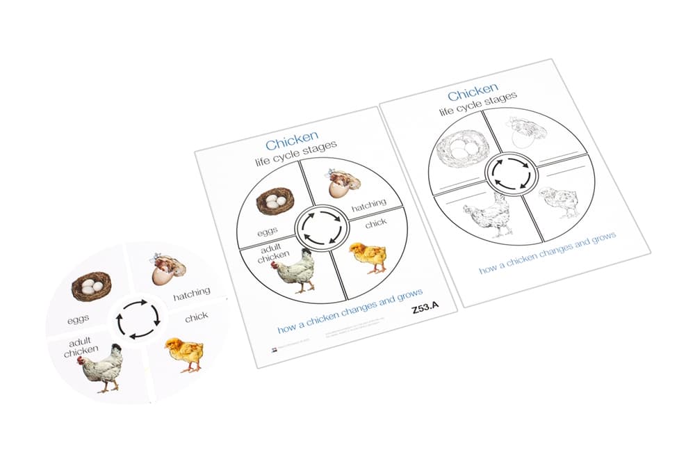 Life Cycle of a Chicken
