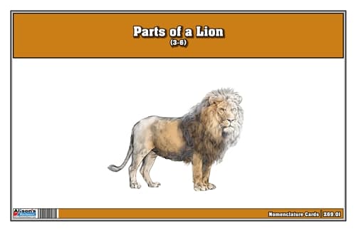 Parts of a Lion Three Part Cards