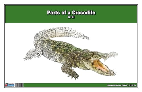 Parts of a Crocodile Three Part Cards