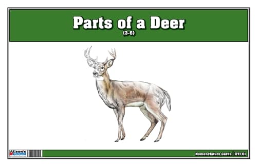 Parts of a Deer  Laminate & Cut