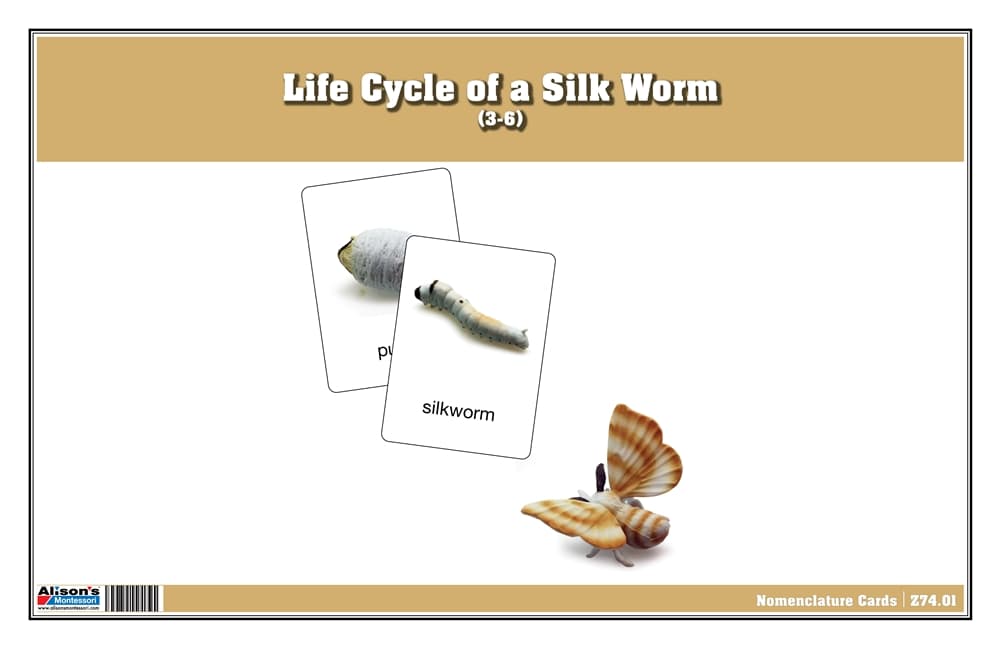 Life Cycle of a Silk Worm Nomenclature Cards