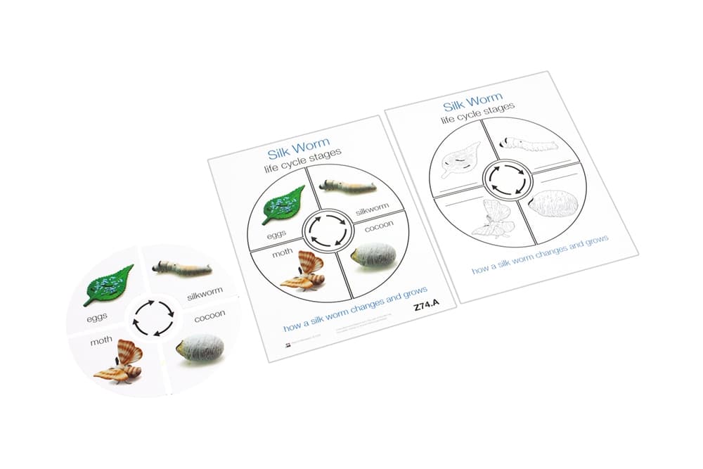 Life Cycle of a Silk Worm Cards
