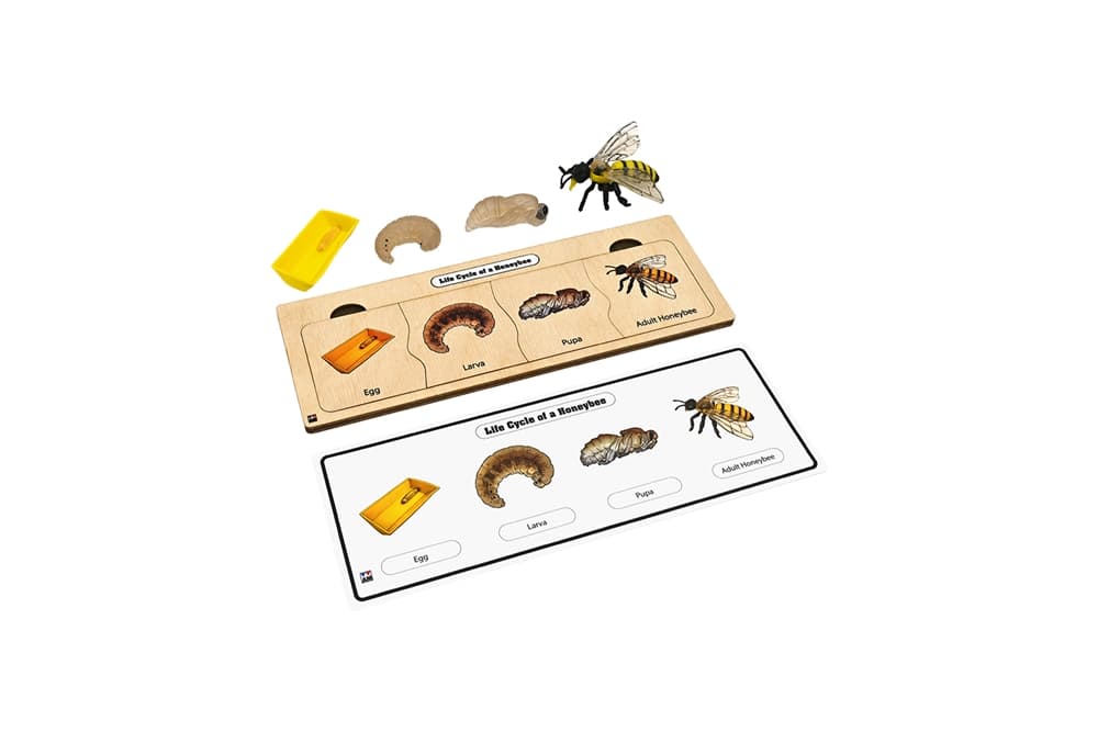 Life Cycle Set: Bee