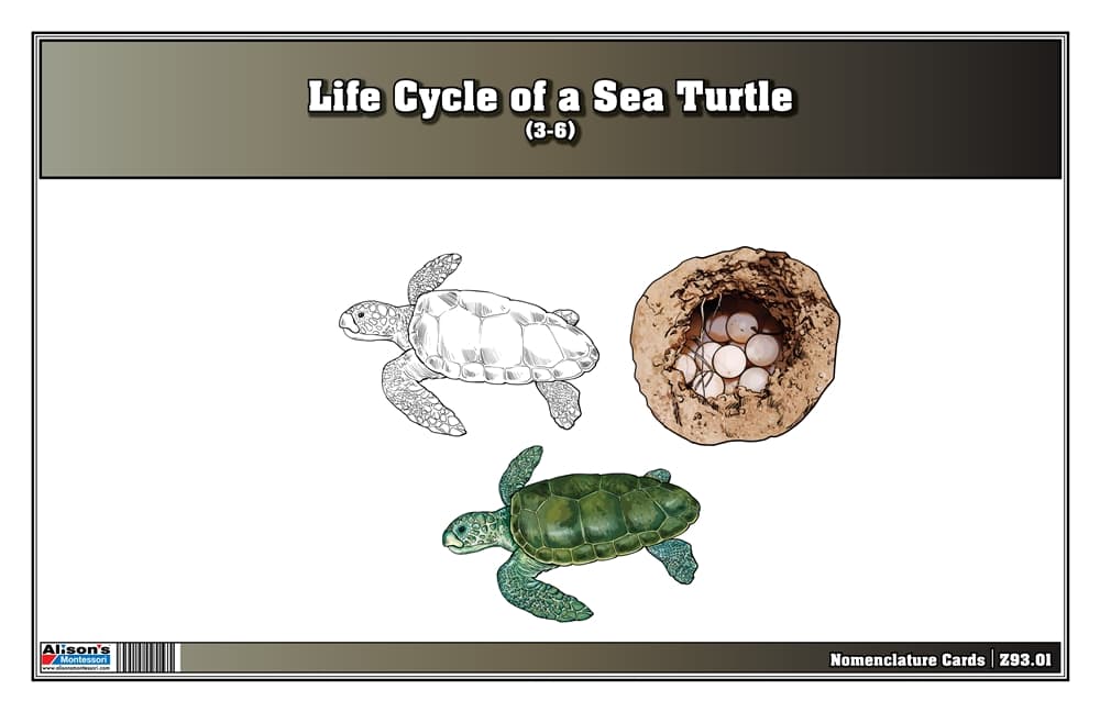 Life Cycle of a Sea Turtle Nomenclature Cards