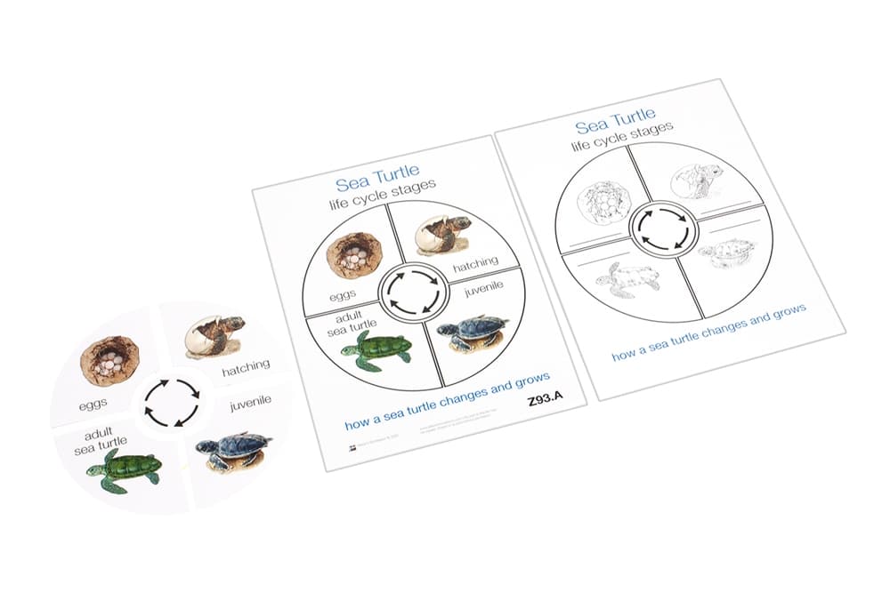 Life Cycle of a Sea Turtle