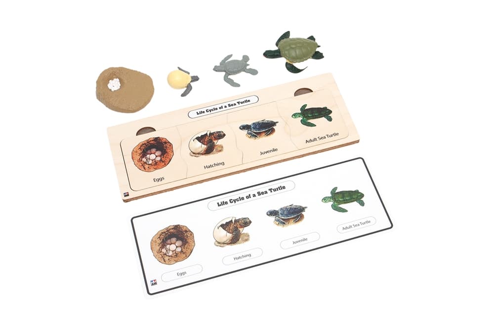 Life Cycle Set: Sea Turtle