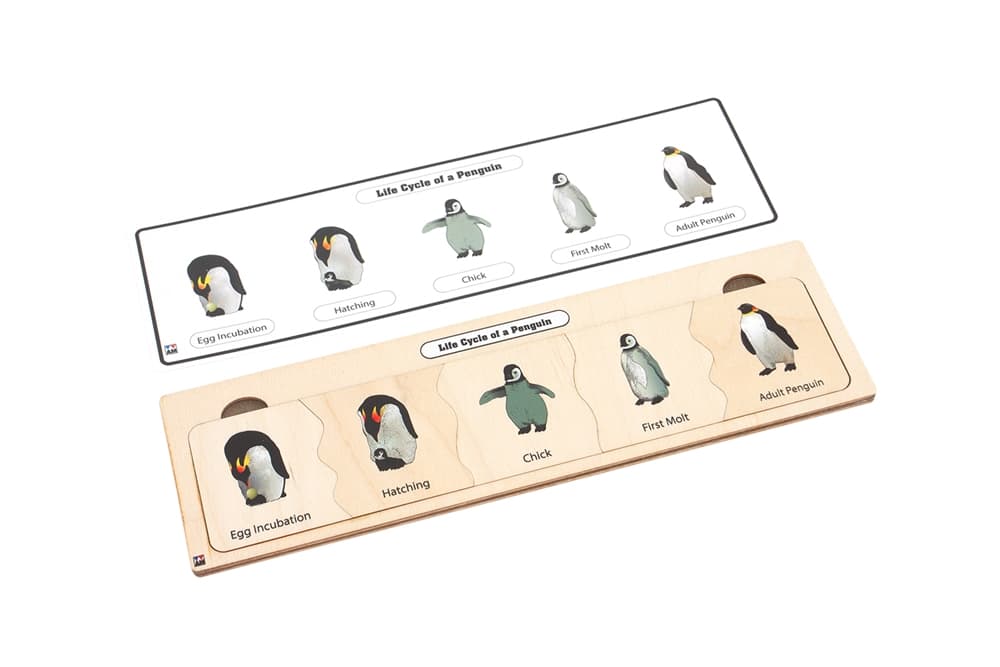 Life Cycle Puzzle: Penguin