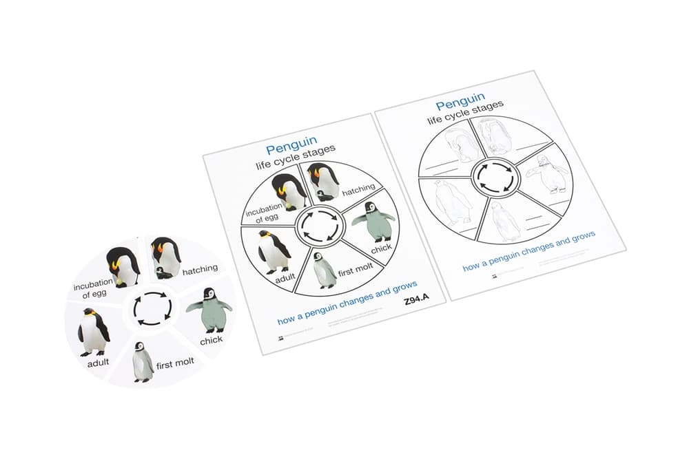 Life Cycle of a Penguin