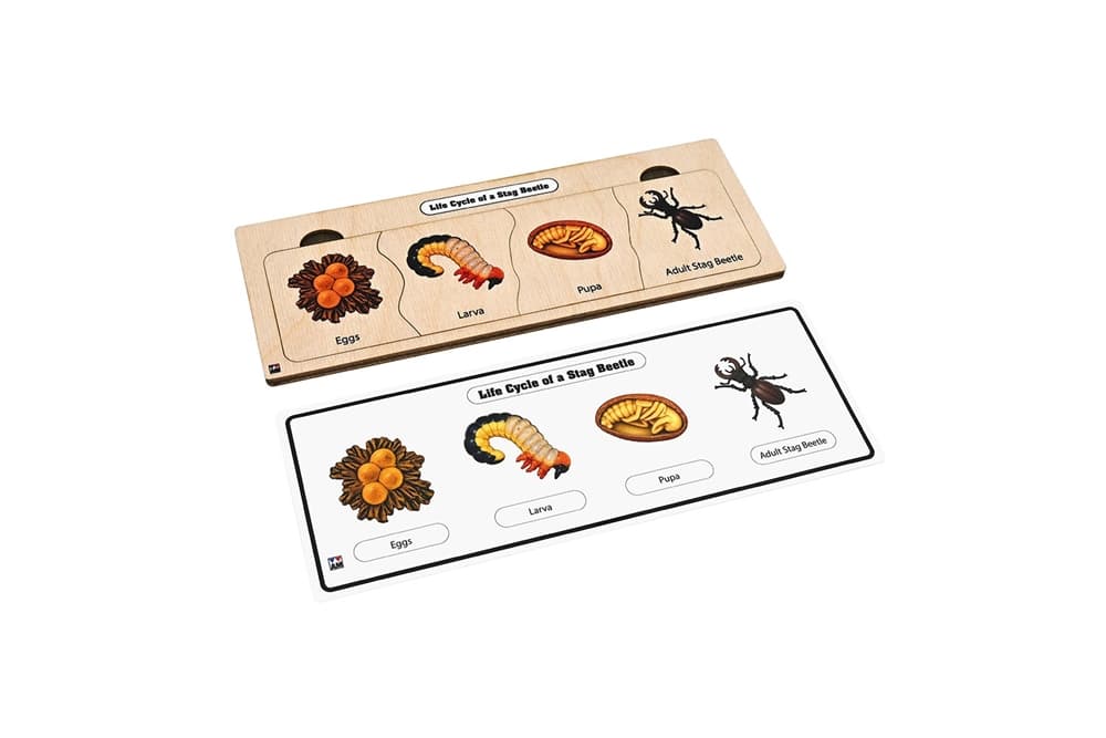 Life Cycle Puzzle: Stag Beetle