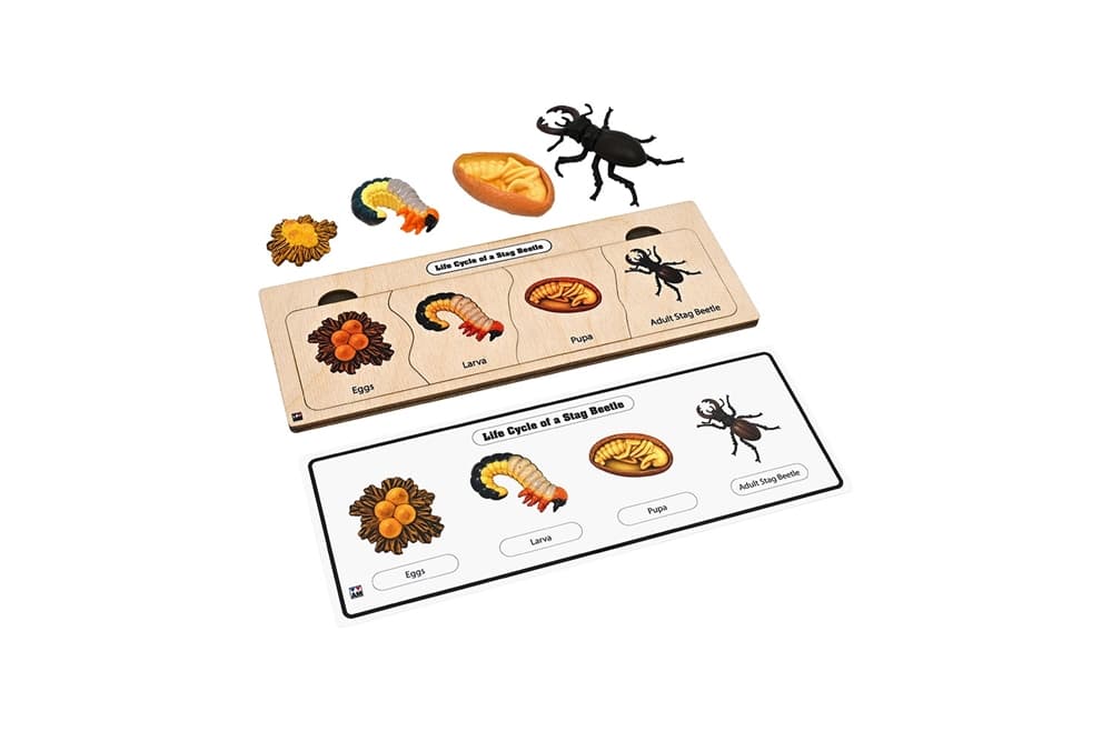 Life Cycle Set: Stag Beetle