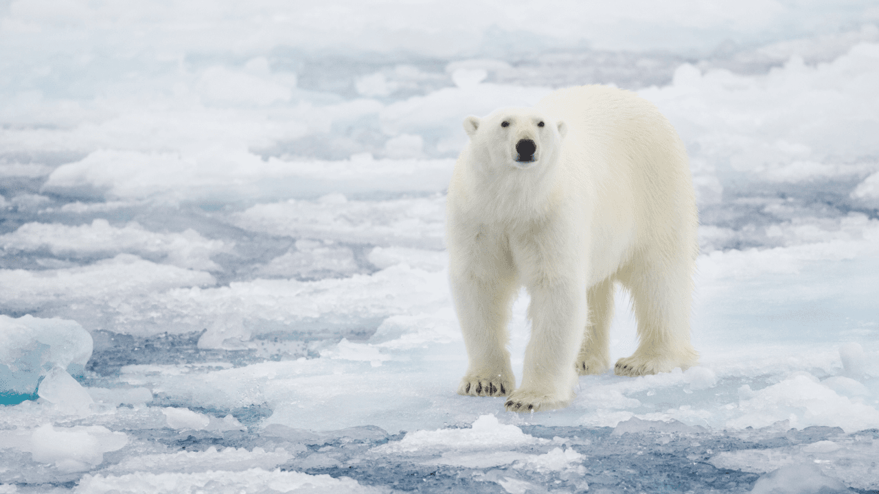 Science & Nature Class - Polar Bear Sci