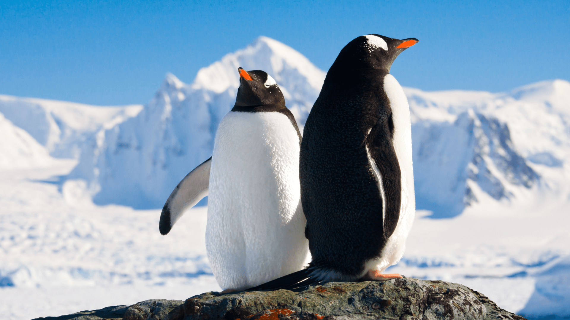 Science & Nature Class - Antarct Penguin