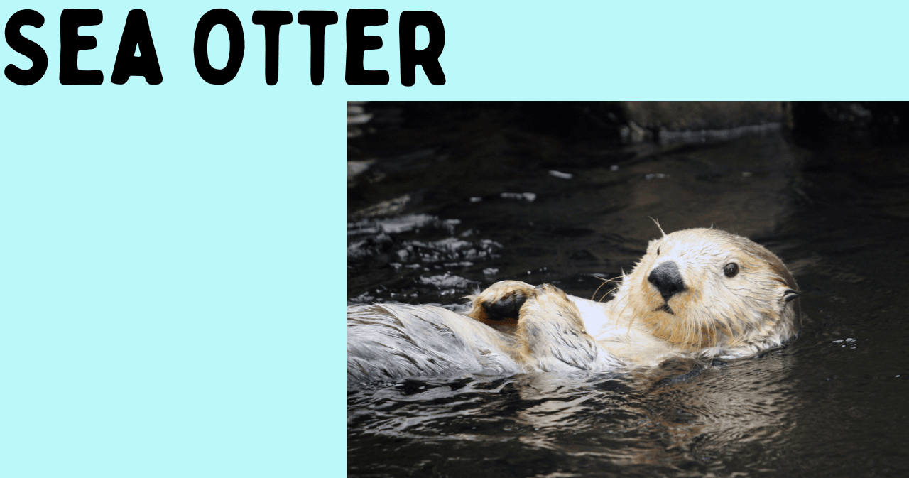 Science & Nature Class - Sea Otter Sci