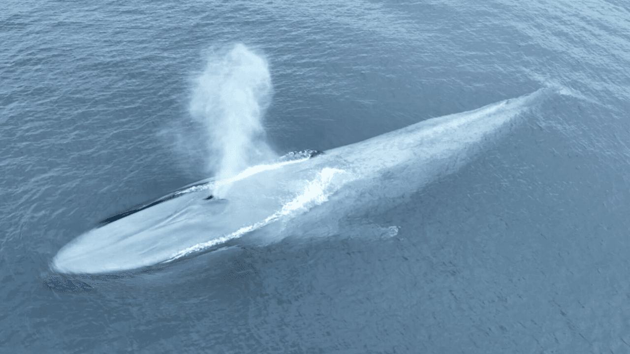 Science & Nature Class - Blue Whale Sci