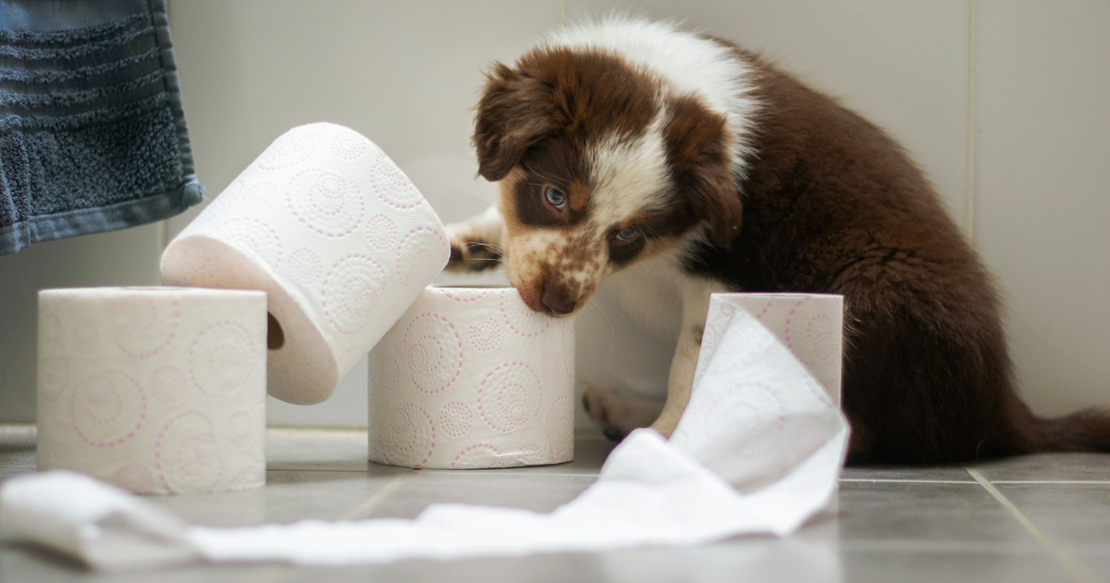 Life Skills Class - Puppy Potty Train
