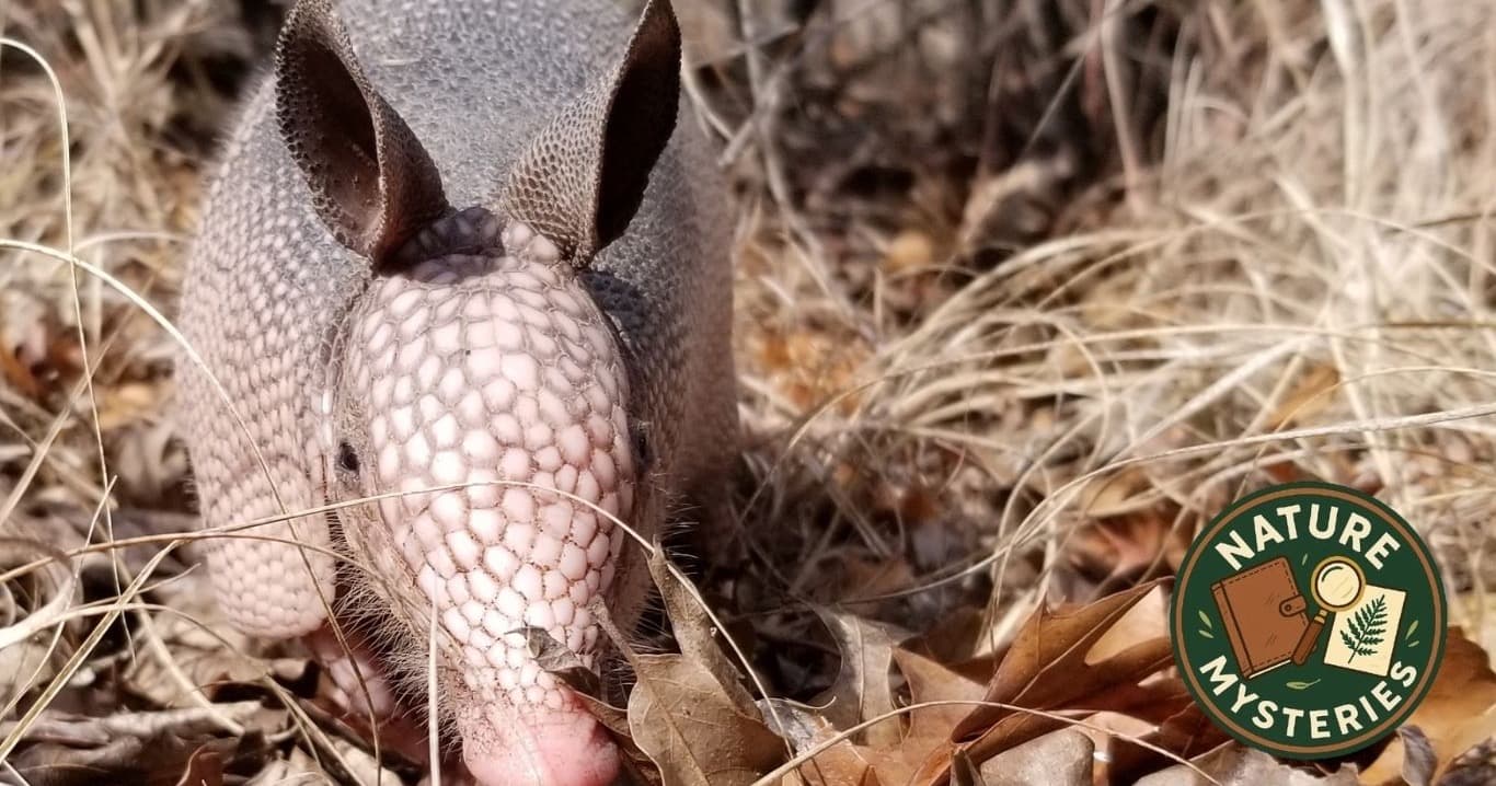 Science & Nature Class - Armadillo's 4