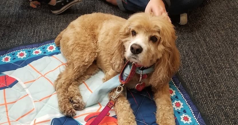 Life Skills Class - Train Your Dog to