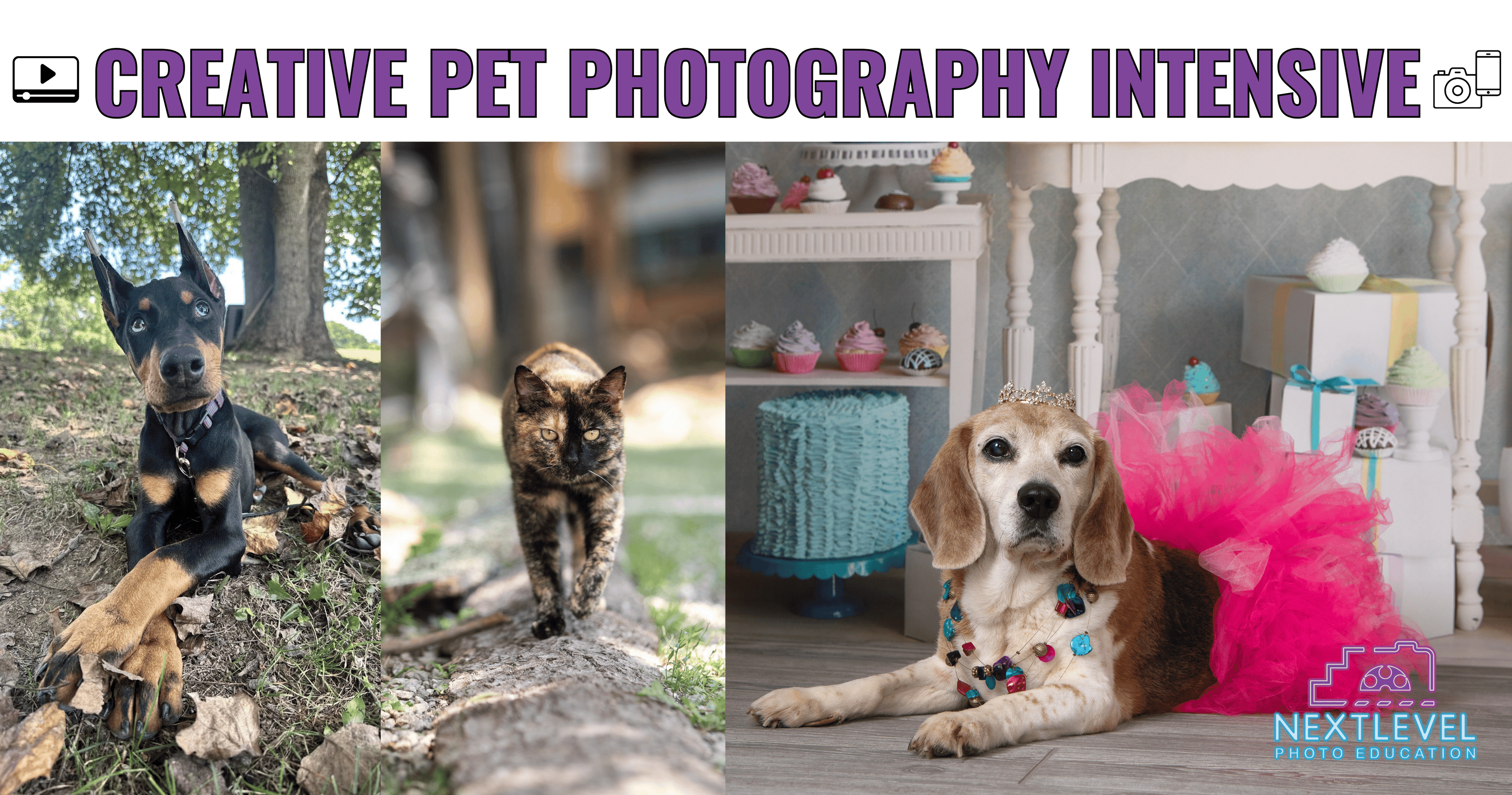 Art Class - Capture Pets in Photos