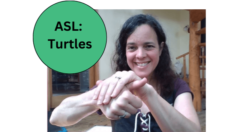 World Languages Class - ASL: Turtles