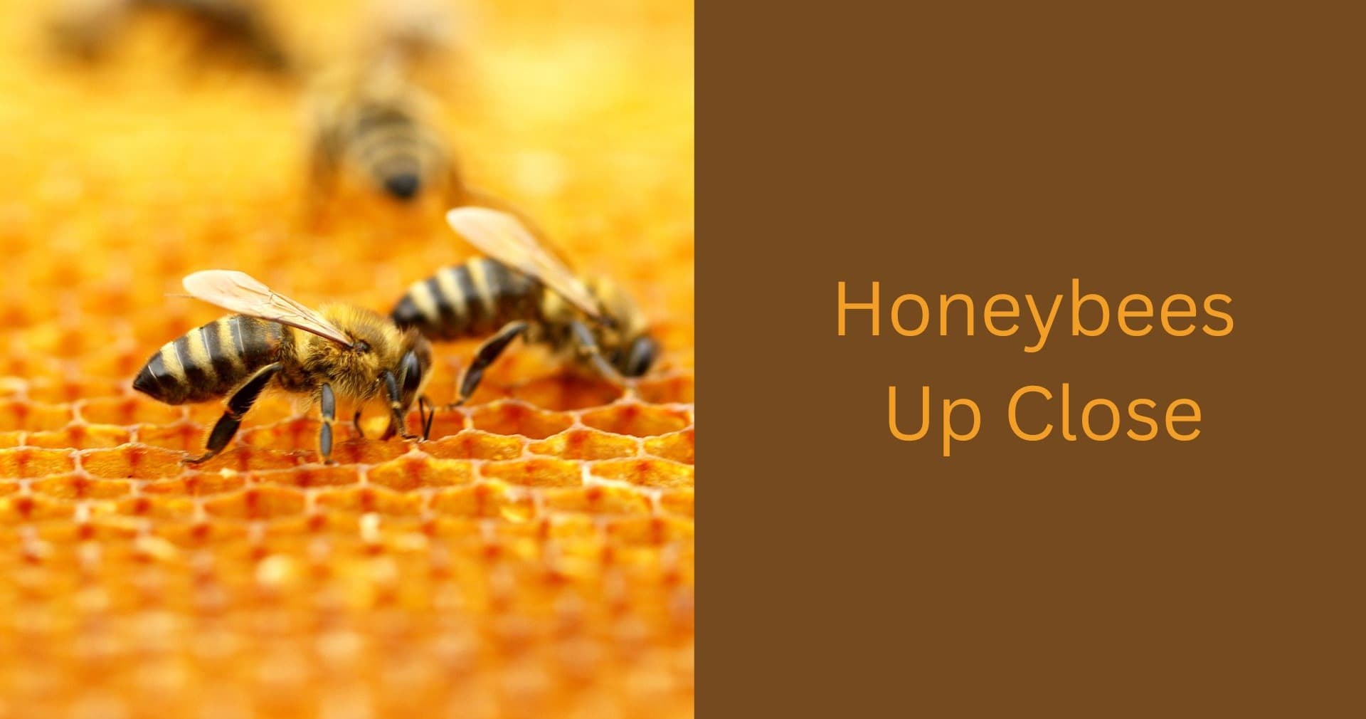 Science & Nature Class - Honeybee World
