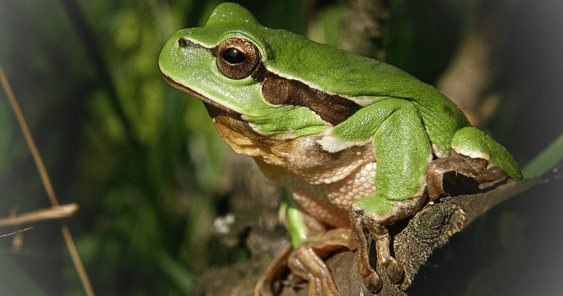 Science & Nature Class - Amphibians 101