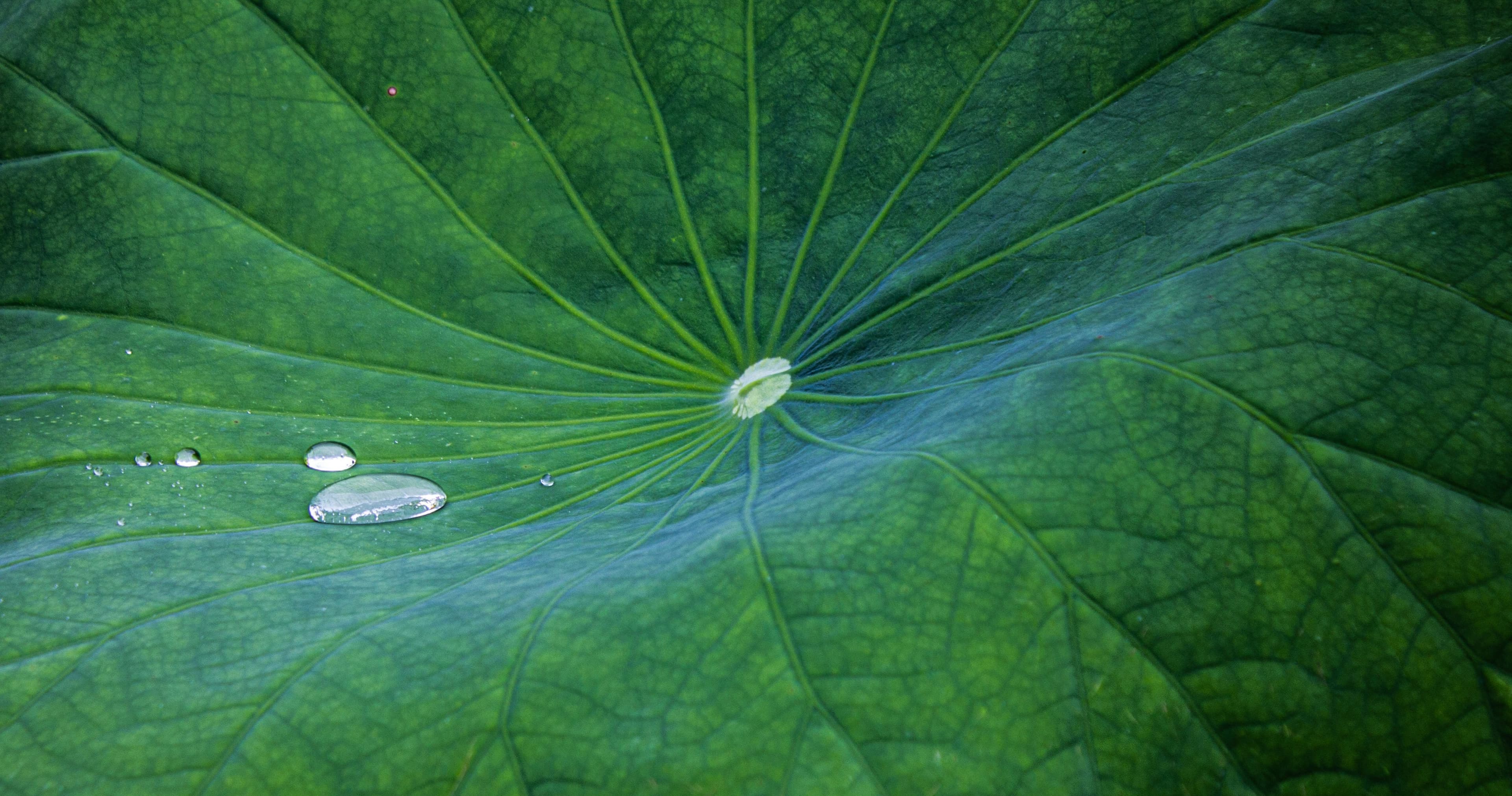 Science & Nature Class - High School Bio