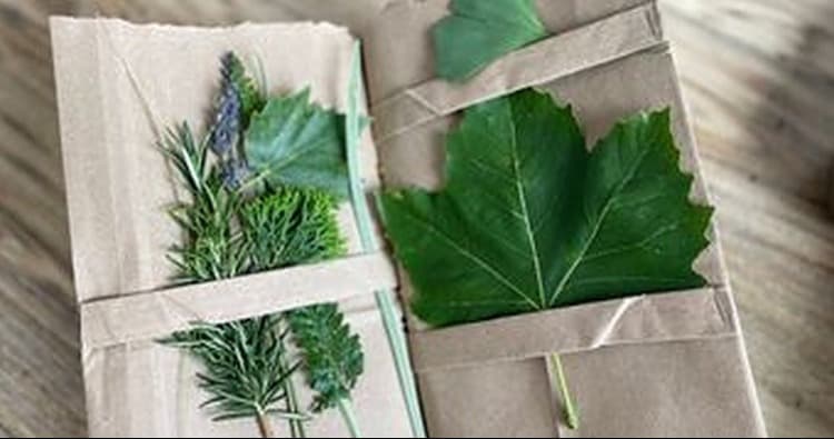 Science & Nature Class - Nature Journal