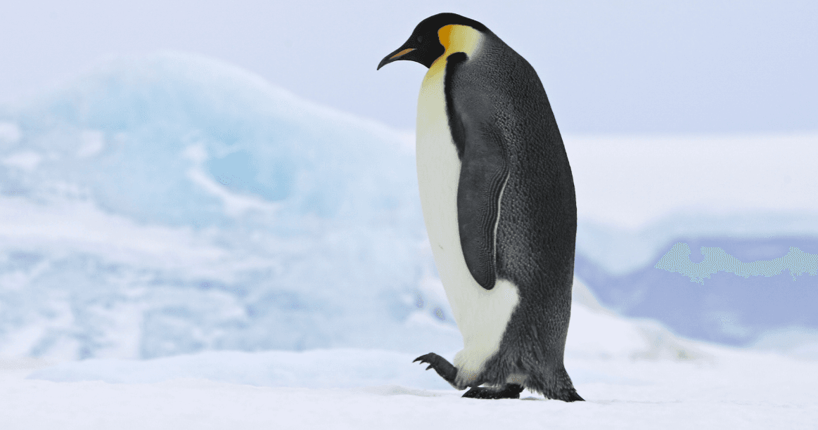 Science & Nature Class - Antarctic Pen