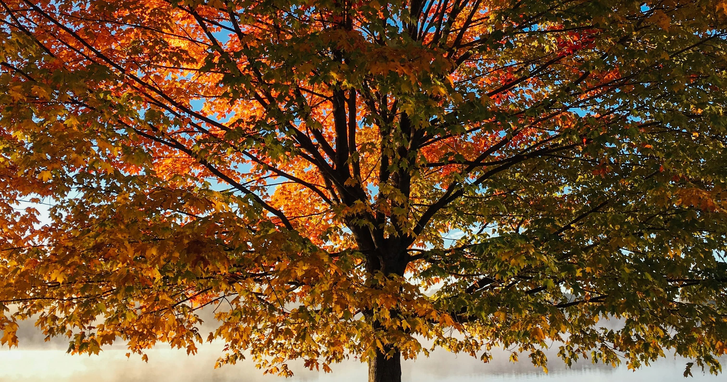 Art Class - Vibrant Fall Process Art